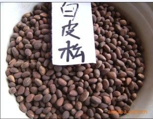 供應出售白皮松種子價格45元_農副產品_世界工廠網中國產品信息庫