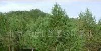 大量低價供應 油松,白皮松,云杉_農副產品_世界工廠網中國產品信息庫