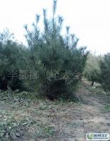 陜西藍田綠化喬木1.5米優質白皮松_農副產品_世界工廠網中國產品信息庫