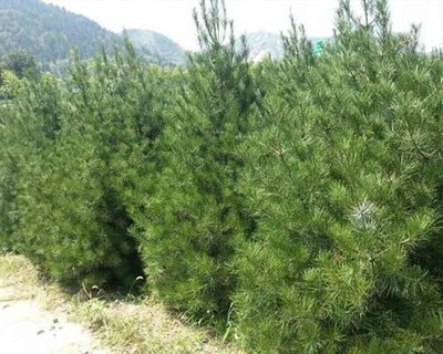 億發園林圖、綠化白皮松、衡水白皮松