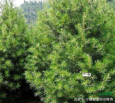 白皮松怎么養?松科植物白皮松養殖方法和注意事項