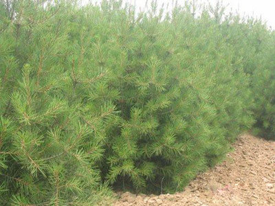 西安白皮松 山東白皮松 濰坊白_西安白皮松 山東白皮松 濰坊白價格_西安白皮松 山東白皮松 濰坊白廠家-勤加緣網【青州市博豐綠化苗木】