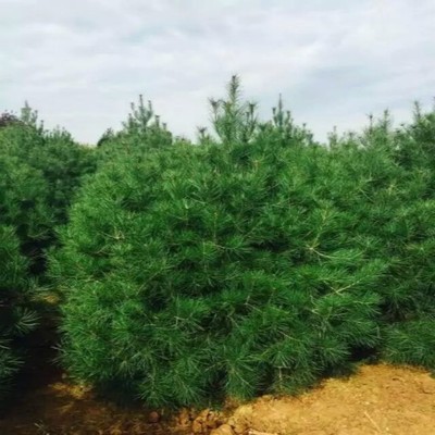 【大量出售紫荊樹】價格_廠家_圖片 -