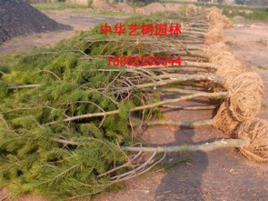 山西白皮松,山西國槐