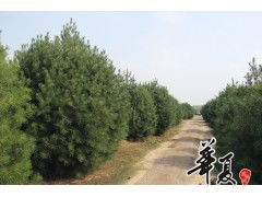 苗木供應4米白皮松,3米冠,地徑18厘米