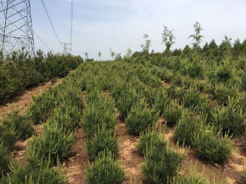 白皮松小苗怎么種植