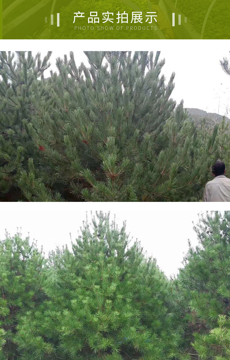 批發荒山綠化白皮松樹苗 規格齊全白皮松小苗 園林風景樹松柏基地