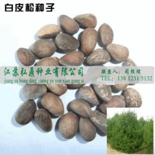 白皮松種子價格 優質白皮松種子 批發白皮松種子_農副產品_世界工廠網