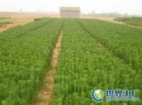 供應白皮松 油松 華山松[供應]_綠化苗木_世界工廠網中國產品信息庫