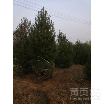 【3米白皮松價格_出售3米白皮松基地多少錢一棵批發包上車】- 