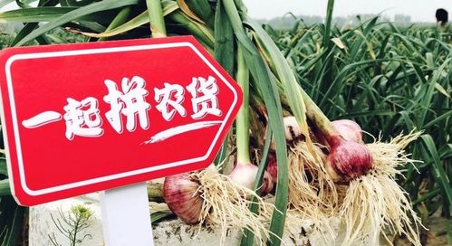 拼多多提現 天貓蓋樓,這個雙11不玩套路玩直播