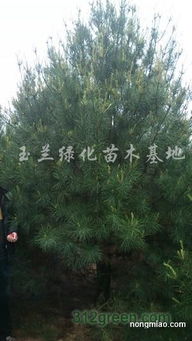 供應白皮松 油松 雪松 華山松 檜柏
