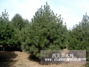 3米白皮松 3米白皮松樹苗