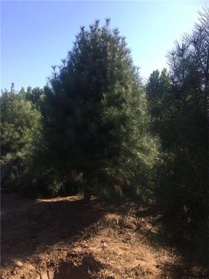 求購4.5米白皮松 泰景苗木 4.5米白皮松