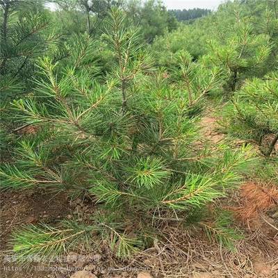 白皮松 白皮松樹價格 山體綠化白皮松樹