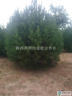 【精品白皮松白皮松為常綠喬木,灰綠色,襯以青翠的樹冠,十分美觀。同時,白皮松對二氧化硫及煙塵的污染有較強的抗性,早已成為華北地區園林綠化的優良樹種。近年來由于大規格白皮松苗木供不應求,培育壯苗大苗已成為工作重點。供應|白皮松陜西西明白皮松合作社商鋪