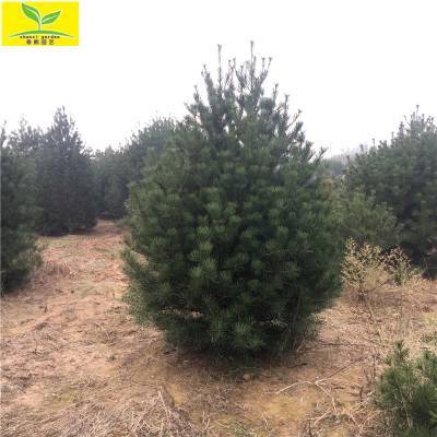 基地直銷白皮松樹_3米4米5米白皮松_精品白皮松價格