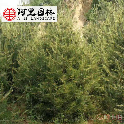 【綠化工程苗木批發白皮松小苗規格齊全白皮松綠化苗綠化環境】 - 產品庫