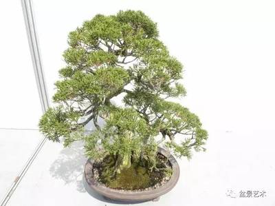【盆景藝術】白皮松的種植養護