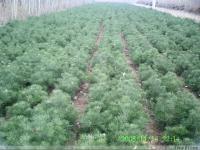 供應處理白皮松小苗,一年白皮松小苗, 兩年白皮松小苗基地_農副產品_世界工廠網中國產品信息庫