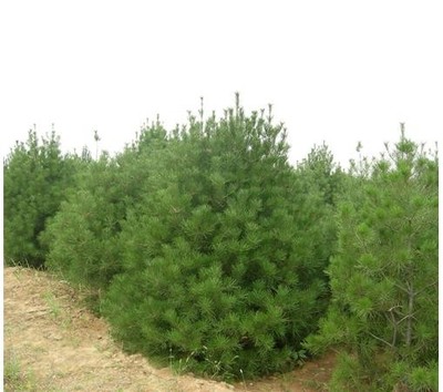 白皮松 藍田白皮松 白皮松苗 公園綠化用白皮松樹苗