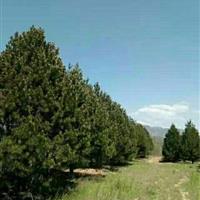 山楂樹價格 山西運城山楂樹價格 運城天瑞園林基地