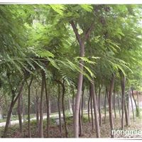 甘肅 隴南隴南市徽縣高橋鄉崔壩村苗木繁育產業基地產品供應第1頁