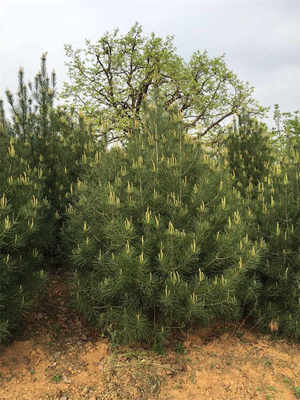 大量出售陜西華山松|中國華山松-西安市高新區多益苗木種植中心提供大量出售陜西華山松|中國華山松的相關介紹、產品、服務、圖片、價格白皮松、藍田白皮松、 陜西白皮松、、