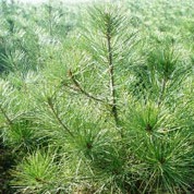 山西核桃苗-白皮松-山西核桃苗,銷售核桃苗,山西苗木-產品頻道-金泉網