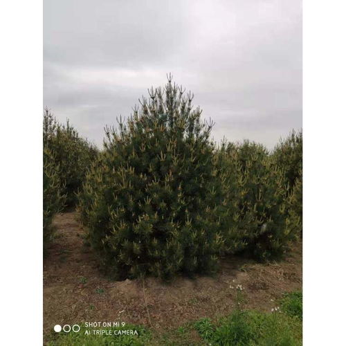 【陜西專業從事白皮松種植方法品種齊全】- 