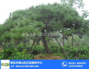 街道景松 億發(fā)園林 在線咨詢 山東街道景松