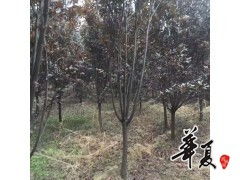 精品紅葉李大量供應(yīng),豫北白皮松 大葉女貞 香花槐苗圃 供應(yīng)產(chǎn)品 豫北白皮松 大葉女貞 香花槐苗圃