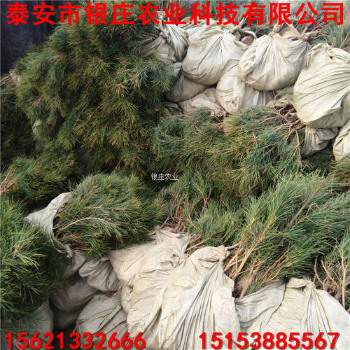 【白皮松苗種植白皮松小苗多少錢一棵】- 