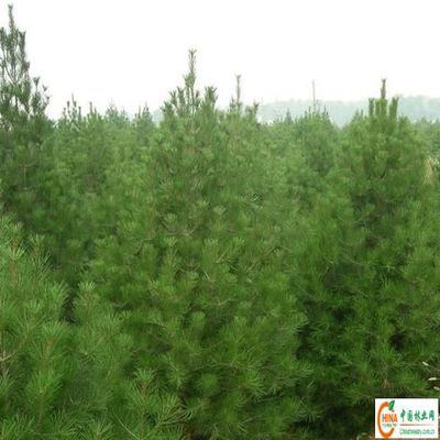 供應信息 產品名稱 供應山西白皮松 油松 黑松 樟子松 雪松 華山松-- 中國林業網-- 林業人上網首選,全國首創的專家在線咨詢平臺