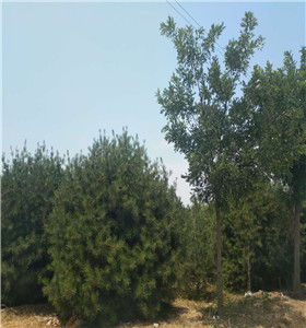 甘肅白皮松種植,精品白皮松種植基地