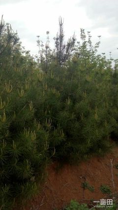 白皮松陜西西安市藍(lán)田縣_批發(fā)_供應(yīng)-一畝田農(nóng)業(yè)網(wǎng)_專業(yè)的農(nóng)產(chǎn)品信息商務(wù)平臺(tái)