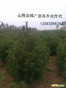 1米白皮松 大量白皮松價(jià)格 1米白皮松 大量白皮松型號(hào)規(guī)格