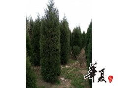 精品蜀檜大量供應,豫北白皮松 大葉女貞 香花槐苗圃 供應產品 豫北白皮松 大葉女貞 香花槐苗圃
