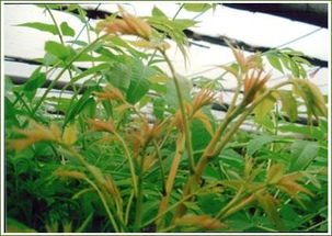 香椿樹苗基地 泰安超值的香椿苗哪有賣