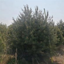 【高質量白皮松 白皮松基地出售 青藤農業圖片】高質量白皮松 白皮松基地出售 青藤農業