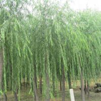 香花槐 五角楓 華山松 白蠟 國槐 黑松 垂柳 側柏 柳樹 垂柳 大葉女貞 小葉女貞 紅葉小檗 龍柏 紅葉李 紫葉李 櫻花 榆葉梅 白皮松 綠化苗木山東 泰安張健產品供應第