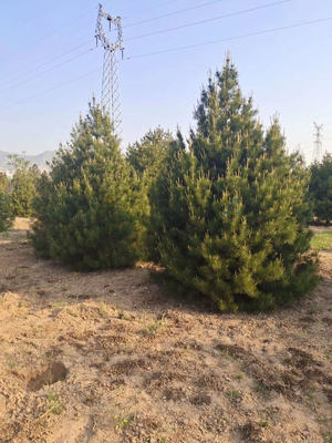高度3米5白皮松價格 白皮松精品苗基地