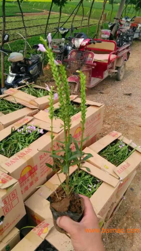 好產(chǎn)品 山東薰衣草 山東薰衣草基地 山東馬鞭草 ,好產(chǎn)品 山東薰衣草 山東薰衣草基地 山東馬鞭草 生產(chǎn)廠家,好產(chǎn)品 山東薰衣草 山東薰衣草基地 山東馬鞭草