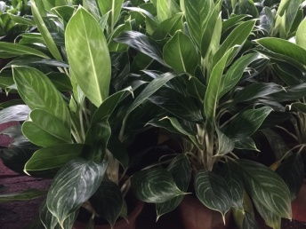 圖 坪地公司綠植租擺 坪地深惠花木場 深圳鮮花綠植