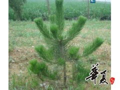 供應白皮松30公分,油松40公分