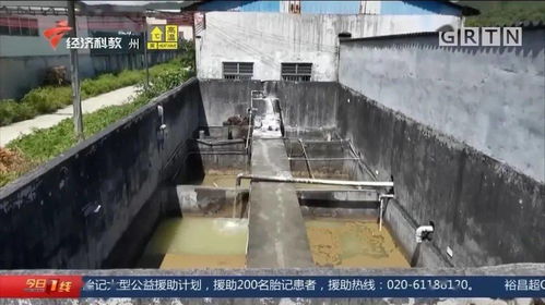 叔惡 饒平一食品廠被查實有污水泄漏,養殖戶損失百萬求助無下文